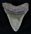 Megalodon Tooth - South Carolina #21253-2